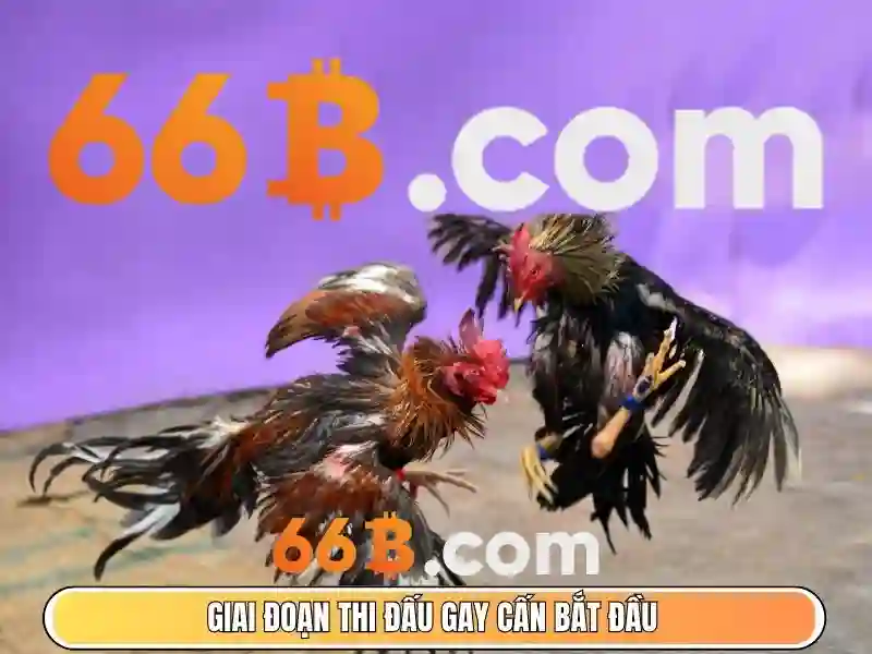 Phản hồi từ người chơi về cờ tướng 66b
